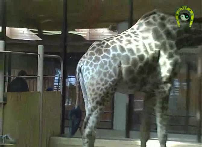 Video :Giraffe's ass getting filmed in animal porn tube